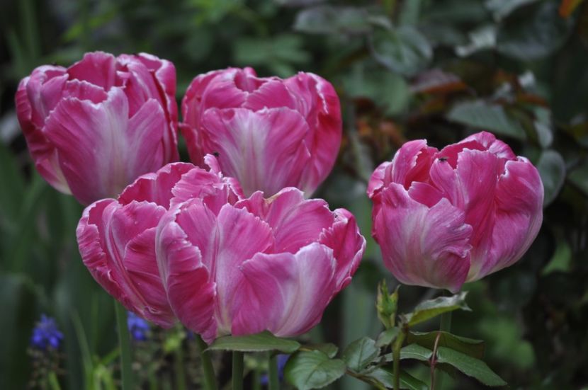 _DSC0721 - PRIMAVARA 2021_1