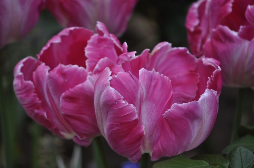 _DSC0722 - PRIMAVARA 2021_1