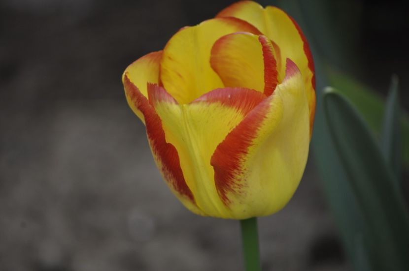 _DSC0729 - PRIMAVARA 2021_1