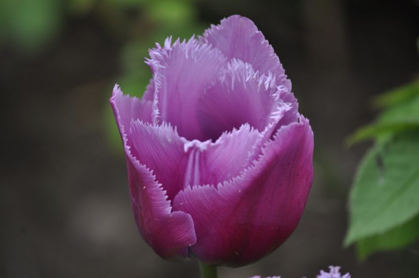 _DSC0730 - PRIMAVARA 2021_1