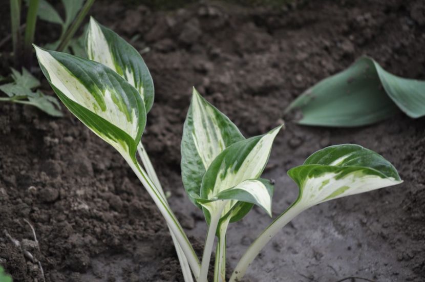 _DSC0766 - PRIMAVARA 2021_1