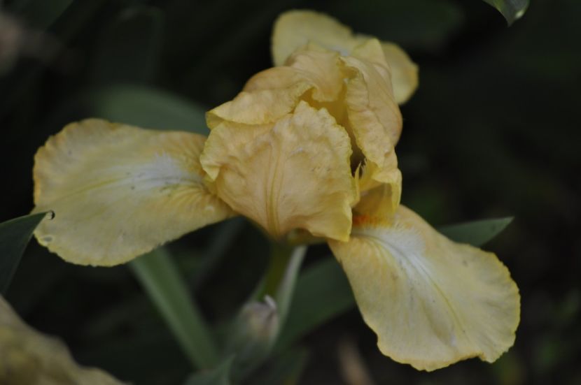 _DSC0816 - PRIMAVARA 2021_1