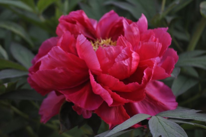 _DSC0830 - PRIMAVARA 2021_1