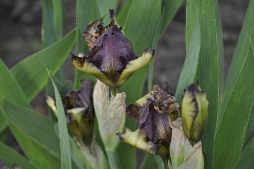 _DSC0838 - PRIMAVARA 2021_1