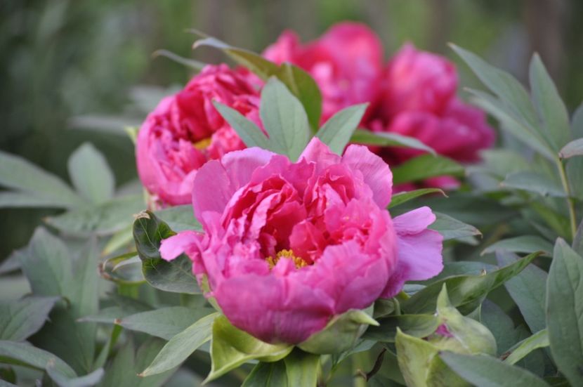 _DSC0852 - PRIMAVARA 2021_1