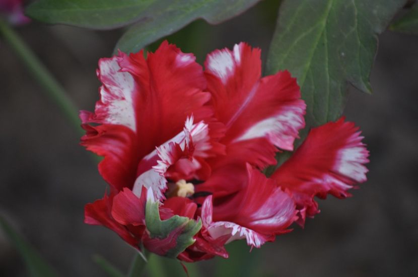 _DSC0859 - PRIMAVARA 2021_1