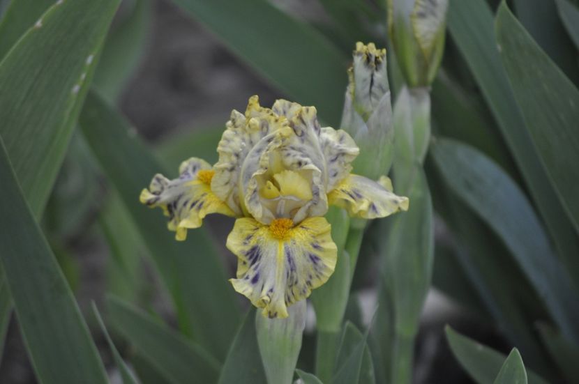 _DSC0872 - PRIMAVARA 2021_1