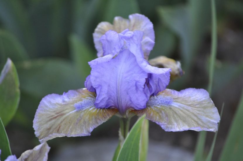 _DSC0874 - PRIMAVARA 2021_1