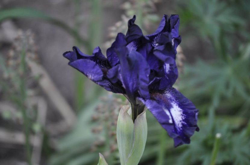 _DSC0876 - PRIMAVARA 2021_1