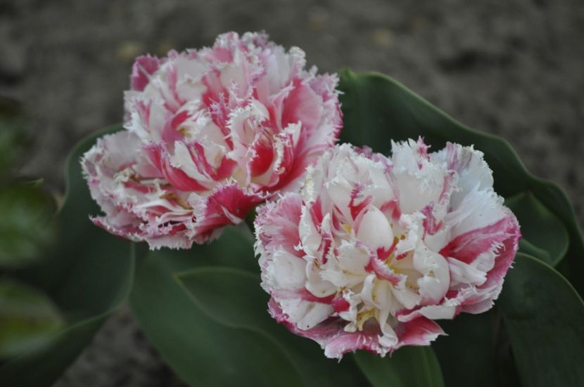 _DSC0878 - PRIMAVARA 2021_1