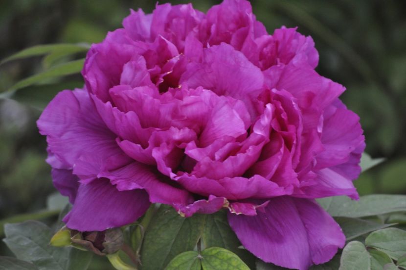 _DSC0879 - PRIMAVARA 2021_1