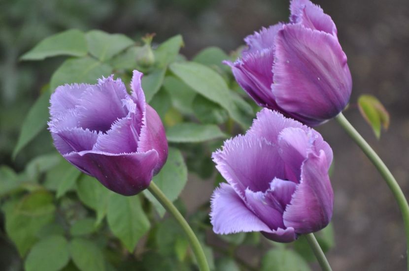 _DSC0887 - PRIMAVARA 2021_1