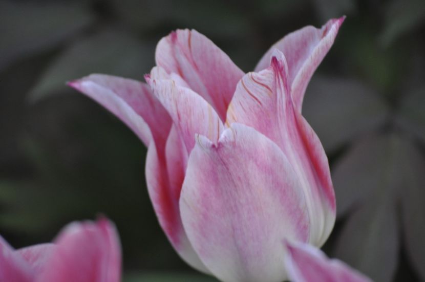 _DSC0890 - PRIMAVARA 2021_1