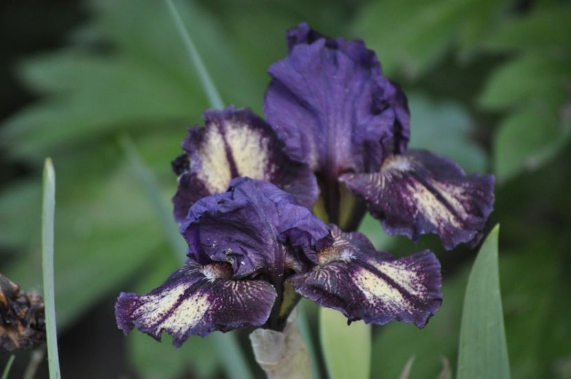 _DSC0894 - PRIMAVARA 2021_1