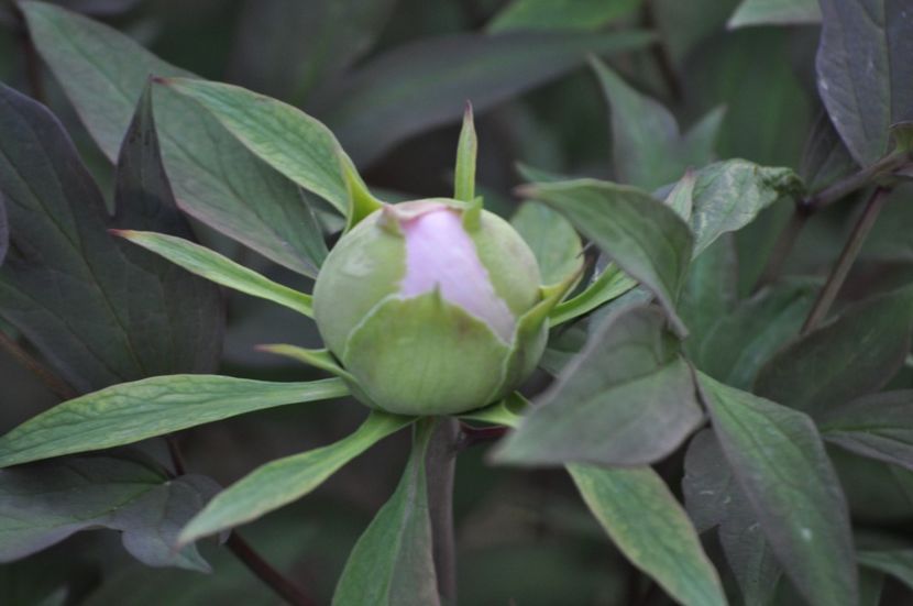 _DSC0895 - PRIMAVARA 2021_1