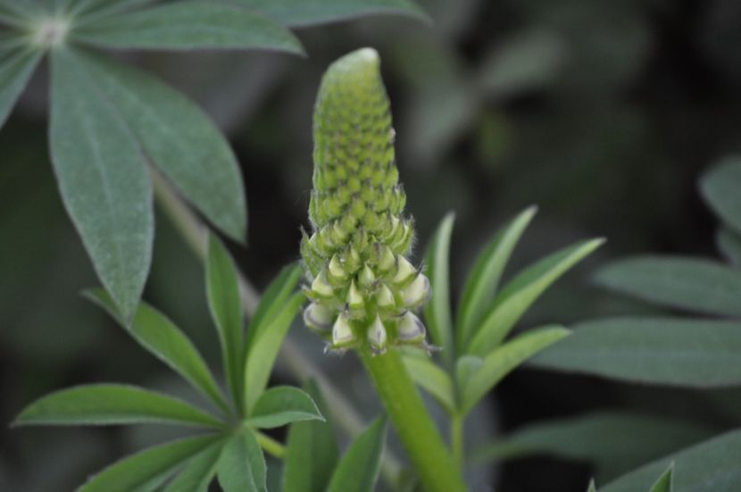 _DSC0898 - PRIMAVARA 2021_1