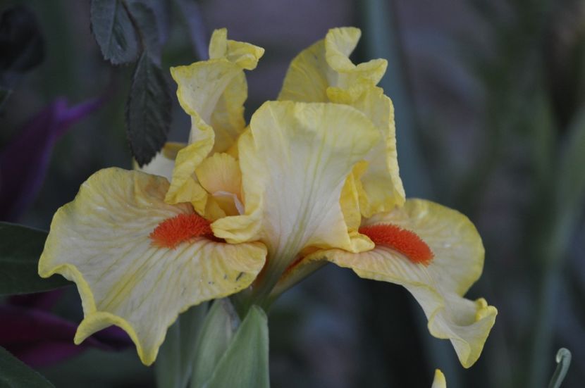 _DSC0906 - PRIMAVARA 2021_1