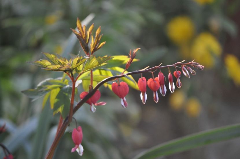 _DSC0918 - PRIMAVARA 2021_1