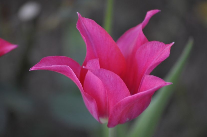 _DSC0919 - PRIMAVARA 2021_1