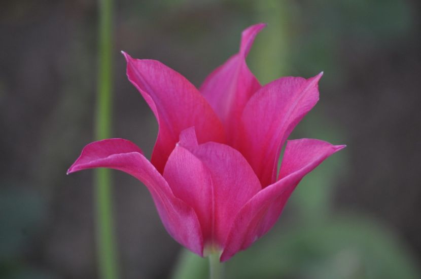 _DSC0920 - PRIMAVARA 2021_1