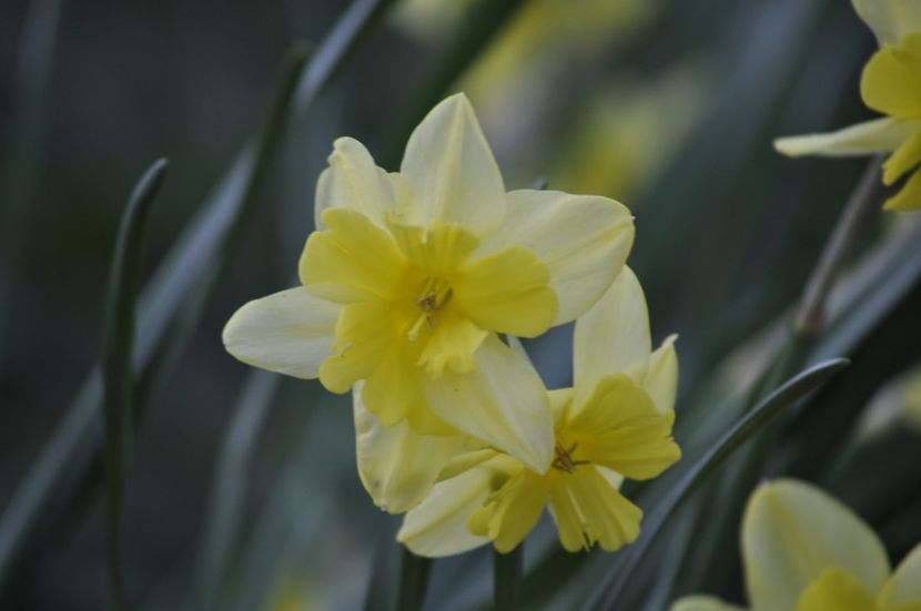 _DSC0923 - PRIMAVARA 2021_1