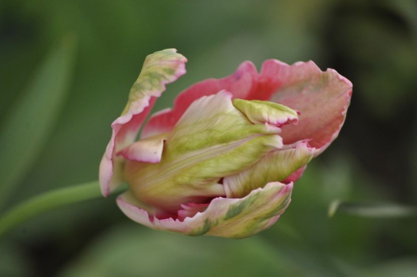 _DSC0929 - PRIMAVARA 2021_1