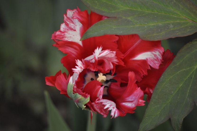 _DSC0932 - PRIMAVARA 2021_1