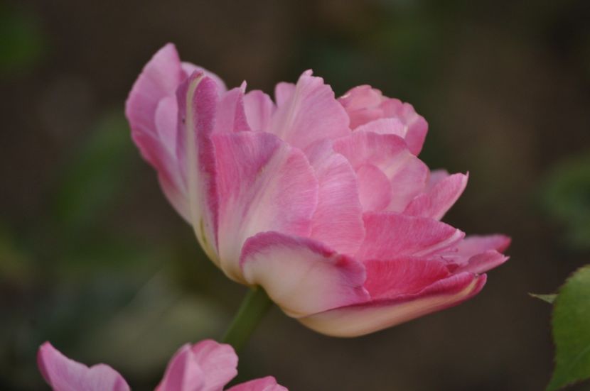 _DSC0938 - PRIMAVARA 2021_1