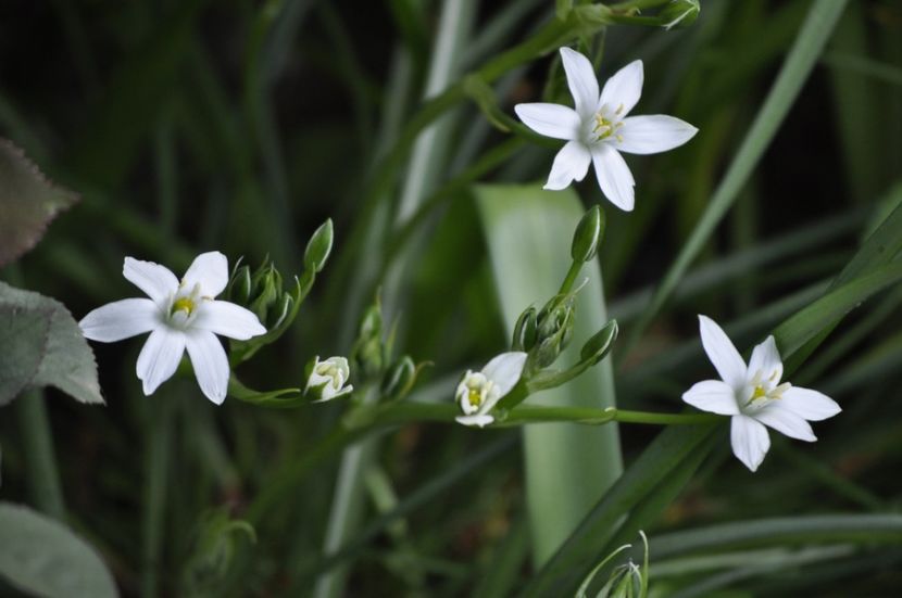 _DSC0941 - PRIMAVARA 2021_1