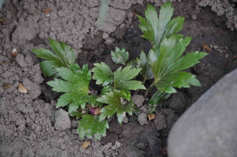 _DSC0942 - PRIMAVARA 2021_1