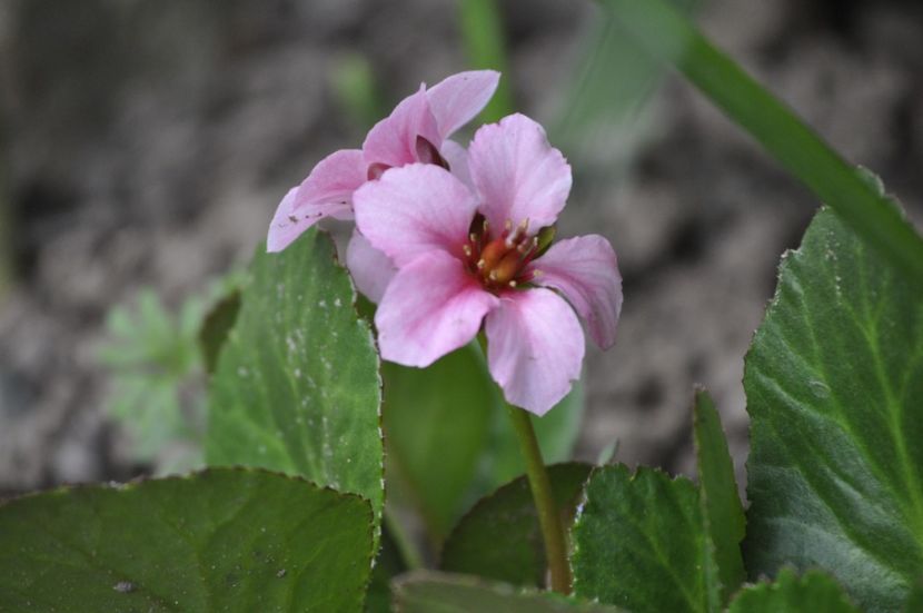 _DSC0943 - PRIMAVARA 2021_1