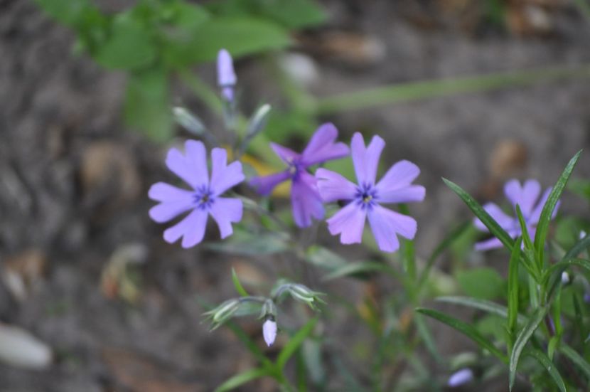 _DSC0950 - PRIMAVARA 2021_1