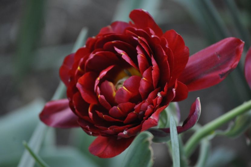 _DSC0955 - PRIMAVARA 2021_1