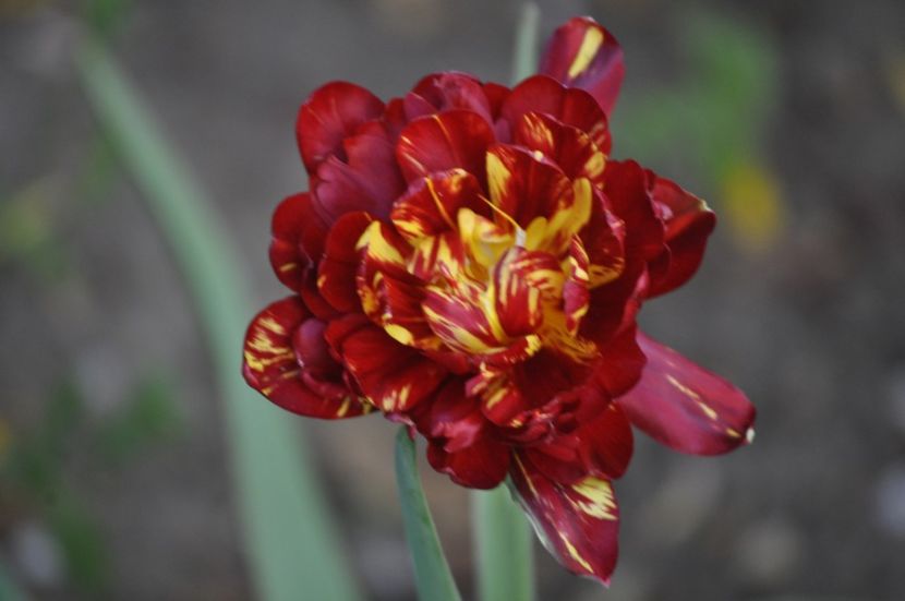 _DSC0956 - PRIMAVARA 2021_1