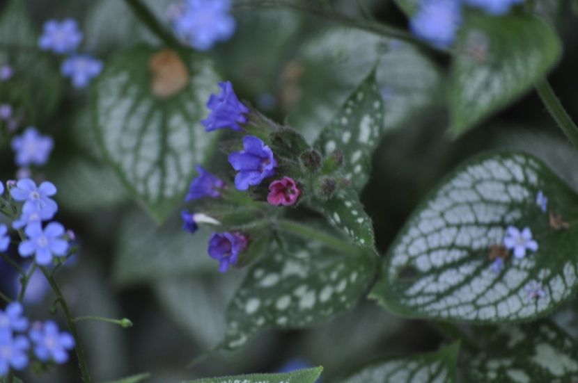 _DSC0961 - PRIMAVARA 2021_1