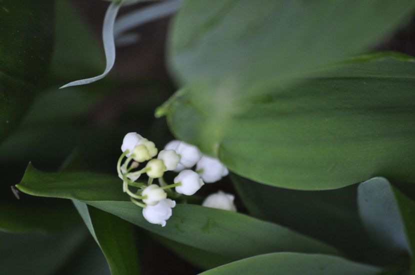 _DSC0965 - PRIMAVARA 2021_1