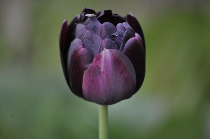 _DSC0966 - PRIMAVARA 2021_1