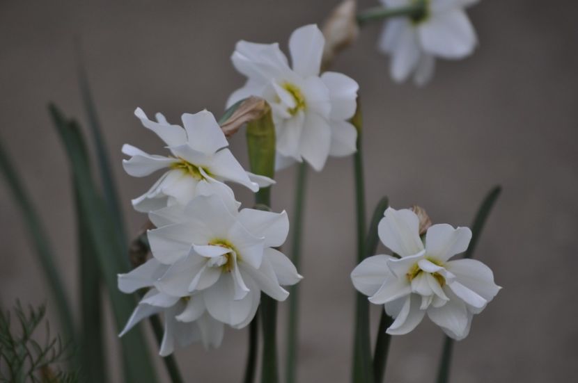 _DSC0968 - PRIMAVARA 2021_1