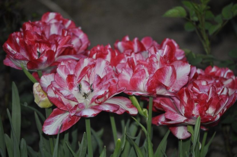 _DSC0972 - PRIMAVARA 2021_1