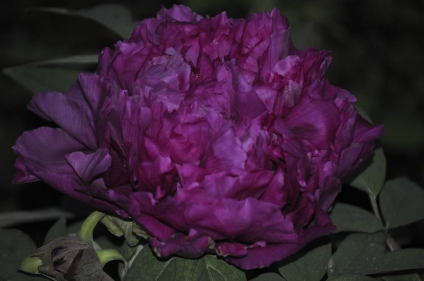 _DSC0975 - PRIMAVARA 2021_1