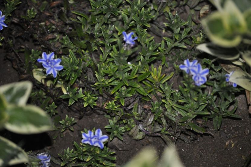 _DSC0979 - PRIMAVARA 2021_1