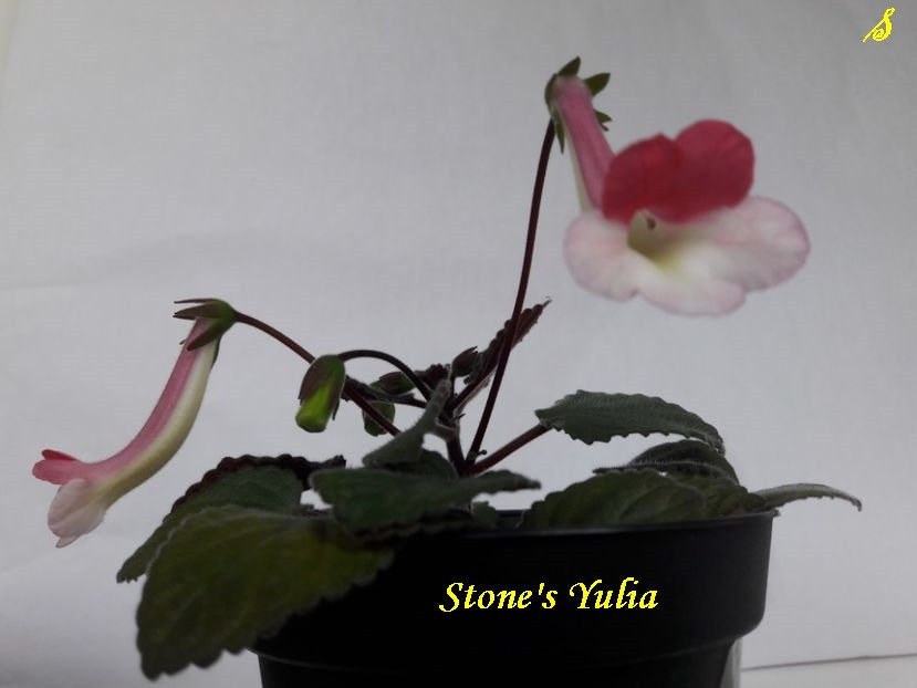 Stone s Yulia(3-05-2021) - Sinningii 2021