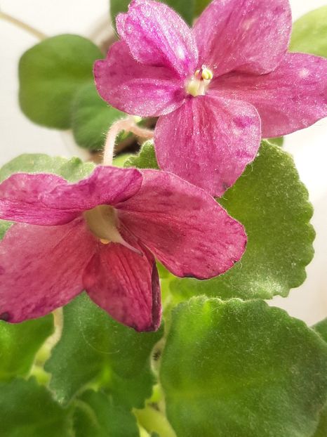  - Mac s kup o kindness