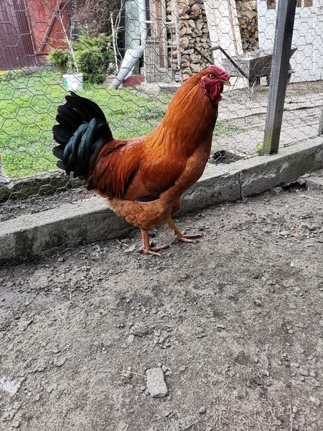 IMG-20210429-WA0008 - Gaini