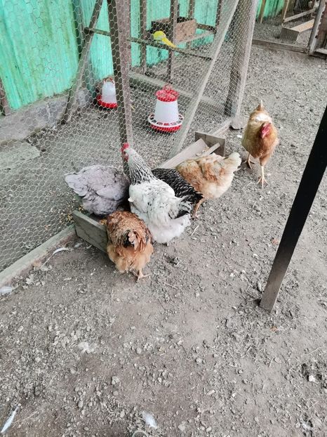 IMG-20210429-WA0006 - Gaini