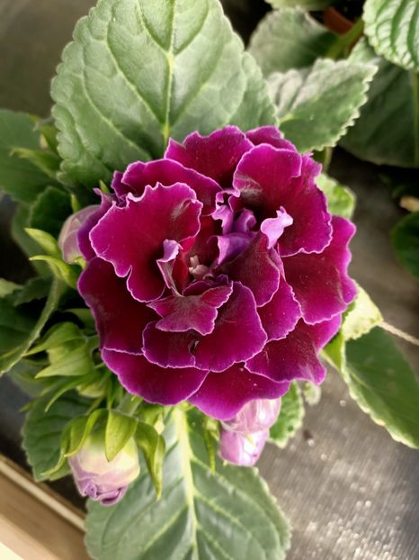 26.04.2021 - Provizoriu- Frumuseți