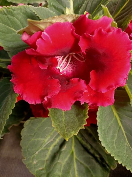 26.04.2021 - Provizoriu- Frumuseți