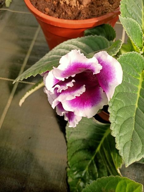 26.04.2021 - Provizoriu- Frumuseți