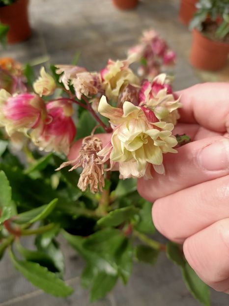 26.04.2021- Kalanchoe - Strepto - pierdut
