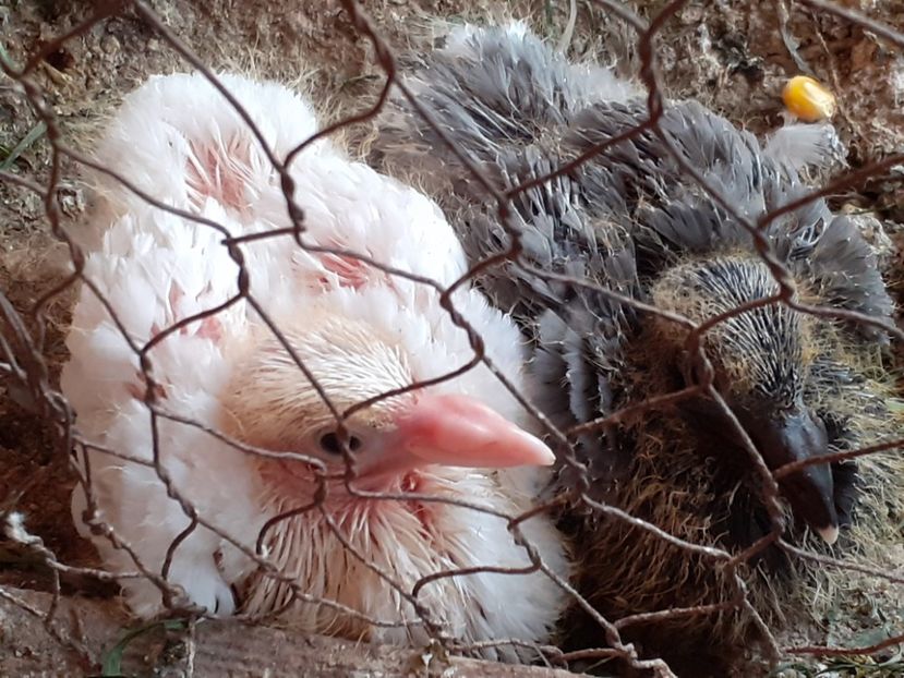  - Pui 2017-2018 -2019-2020 -2021-matca-doici-vind aproape tot lotul